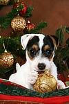 Parson Russell Terrier Welpe zu Weihnachten / PRT puppy at christmas