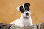 liegender Parson Russell Terrier Welpe / lying PRT puppy