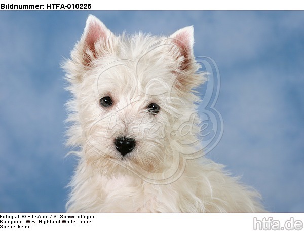West Highland White Terrier Welpe / West Highland White Terrier Puppy / HTFA-010225