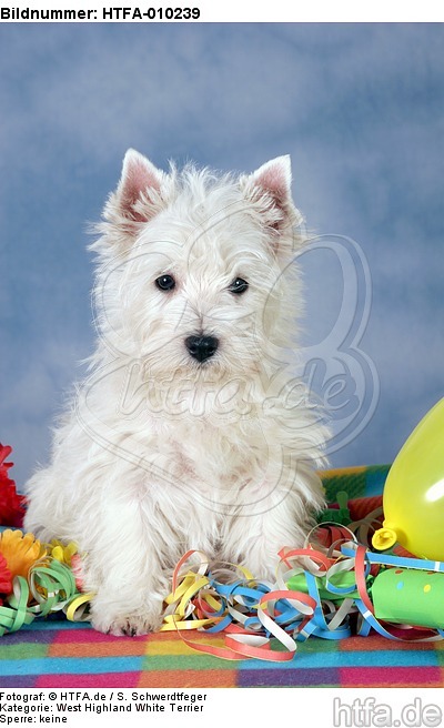 sitzender West Highland White Terrier Welpe / sitting West Highland White Terrier Puppy / HTFA-010239