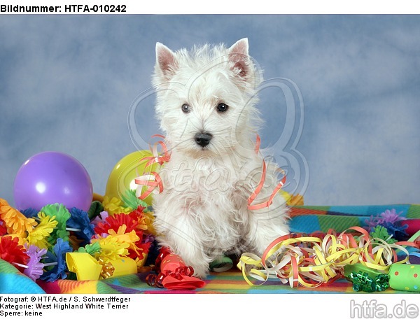 stehender West Highland White Terrier Welpe / standing West Highland White Terrier Puppy / HTFA-010242