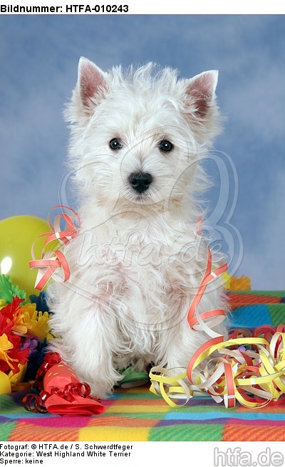 sitzender West Highland White Terrier Welpe / sitting West Highland White Terrier Puppy / HTFA-010243