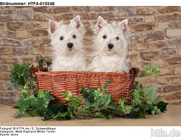West Highland White Terrier Welpen / West Highland White Terrier Puppies / HTFA-010248