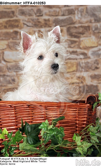 West Highland White Terrier Welpe / West Highland White Terrier Puppy / HTFA-010253