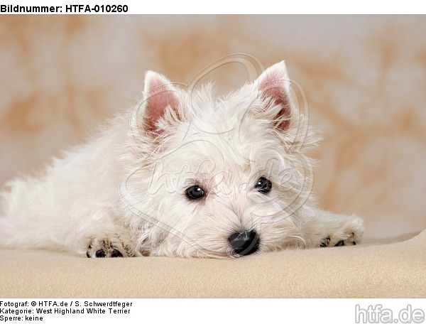 liegender West Highland White Terrier Welpe / lying West Highland White Terrier Puppy / HTFA-010260