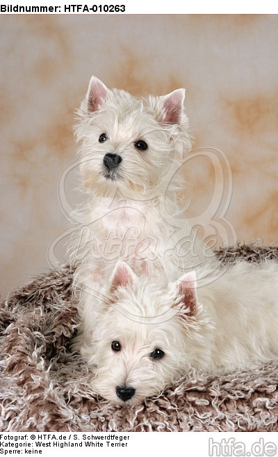 West Highland White Terrier Welpen / West Highland White Terrier Puppies / HTFA-010263