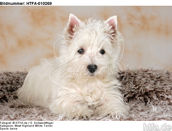 liegender West Highland White Terrier Welpe / lying West Highland White Terrier Puppy / HTFA-010269