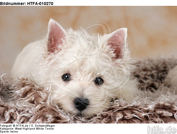 liegender West Highland White Terrier Welpe / lying West Highland White Terrier Puppy / HTFA-010270