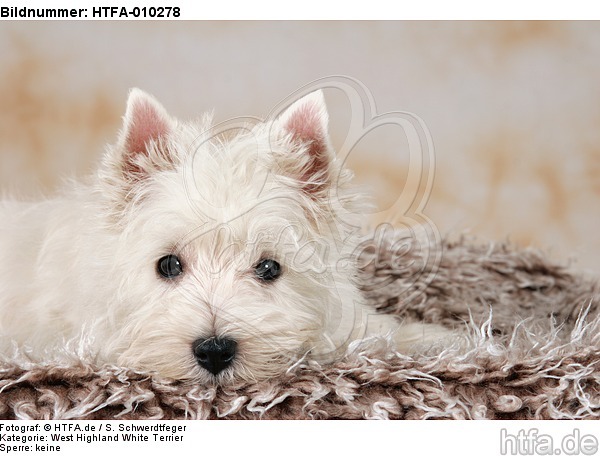 liegender West Highland White Terrier Welpe / lying West Highland White Terrier Puppy / HTFA-010278
