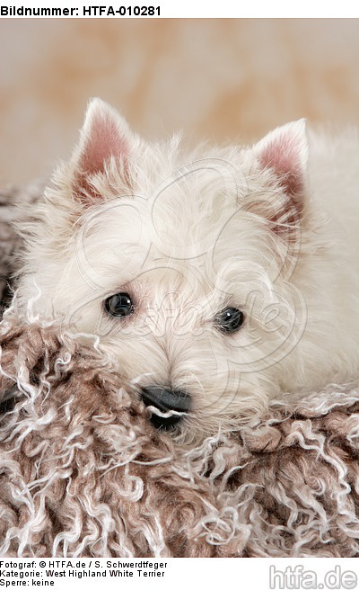West Highland White Terrier Welpe / West Highland White Terrier Puppy / HTFA-010281