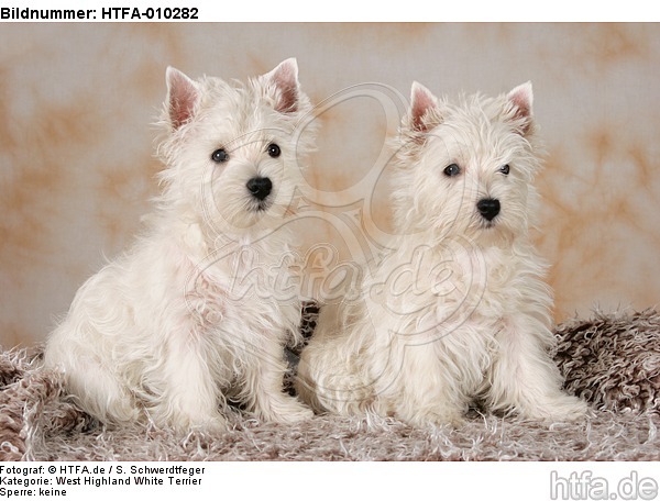 West Highland White Terrier Welpen / West Highland White Terrier Puppies / HTFA-010282