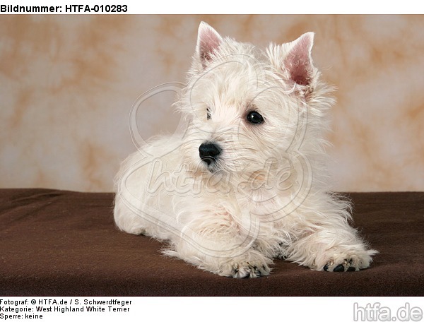 liegender West Highland White Terrier Welpe / lying West Highland White Terrier Puppy / HTFA-010283