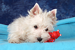 liegender West Highland White Terrier Welpe / lying West Highland White Terrier Puppy