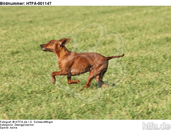 rennender Rehpinscher / running miniature pinscher / HTFA-001147