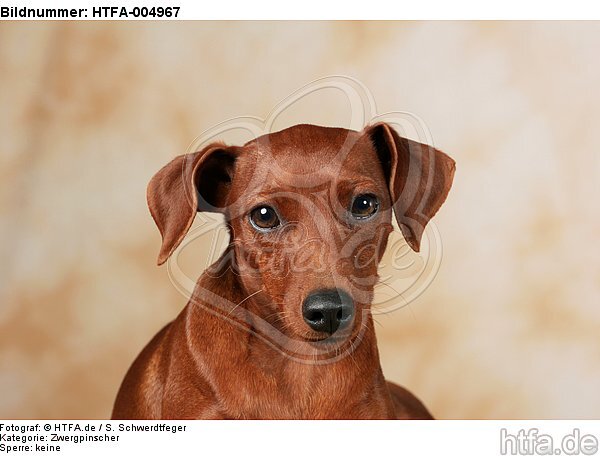 Rehpinscher / miniature pinscher / HTFA-004967