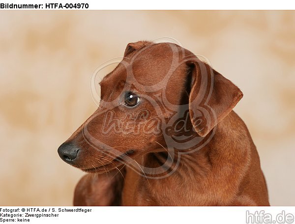 Rehpinscher / miniature pinscher / HTFA-004970