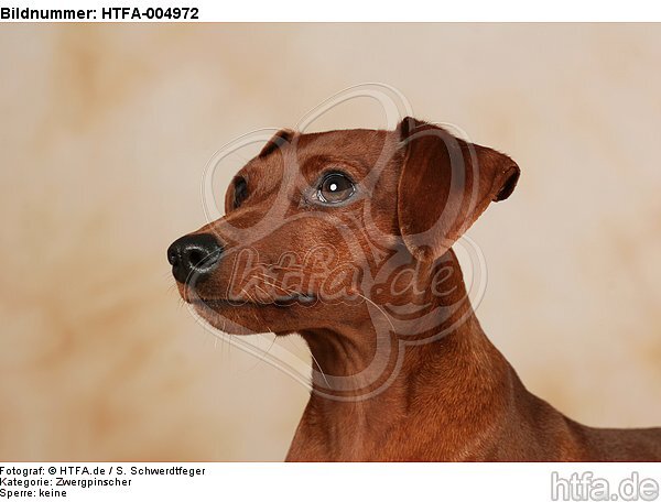 Rehpinscher / miniature pinscher / HTFA-004972