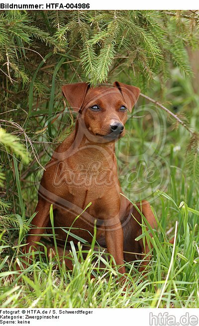 Rehpinscher / miniature pinscher / HTFA-004986