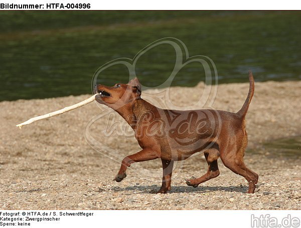 Rehpinscher / miniature pinscher / HTFA-004996