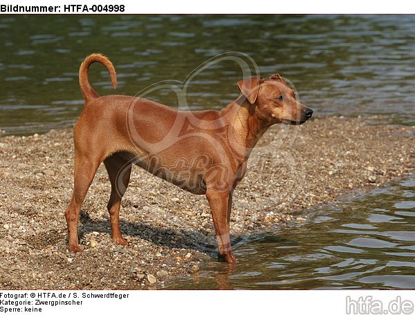 Rehpinscher / miniature pinscher / HTFA-004998