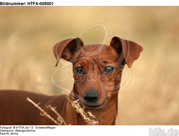 Rehpinscher / miniature pinscher / HTFA-005001