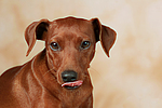 Rehpinscher / miniature pinscher