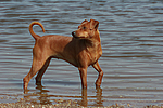 Rehpinscher / miniature pinscher