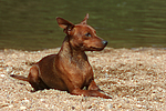 Rehpinscher / miniature pinscher