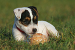 liegender Parson Russell Terrier Welpe / lying PRT puppy