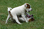Jack Russell Terrier Welpen / Jack Russell Terrier puppies