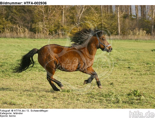 Isländer / icelandic horse / HTFA-002936