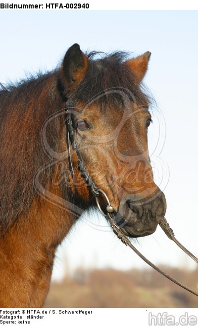 Isländer / icelandic horse / HTFA-002940