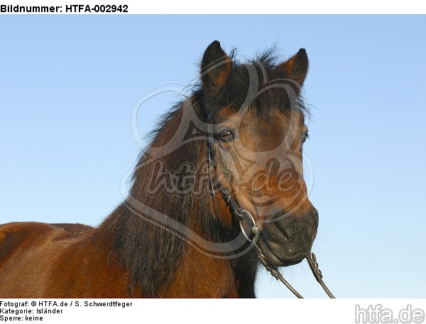 Isländer / icelandic horse / HTFA-002942