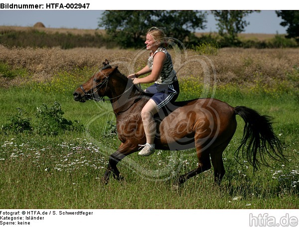 Isländer / icelandic horse / HTFA-002947