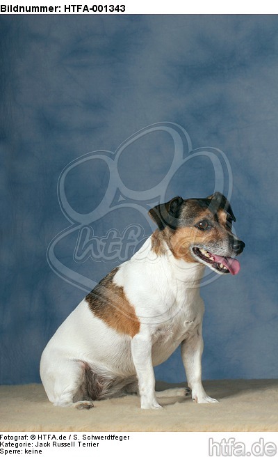 Jack Russell Terrier / HTFA-001343