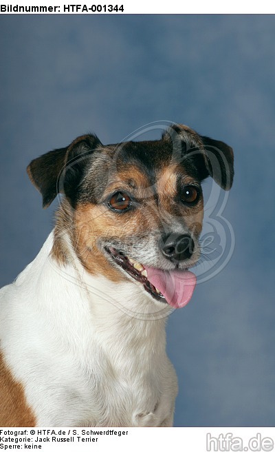 Jack Russell Terrier / HTFA-001344