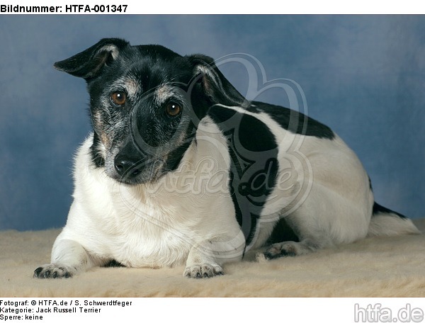 Jack Russell Terrier / HTFA-001347