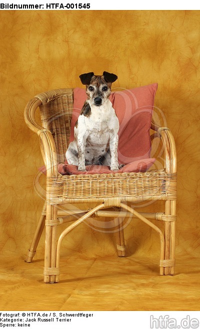 Jack Russell Terrier / HTFA-001545