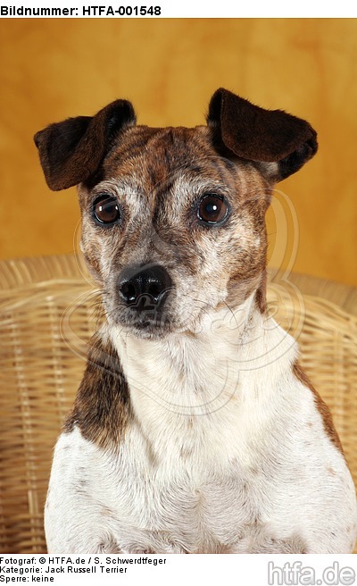 Jack Russell Terrier / HTFA-001548