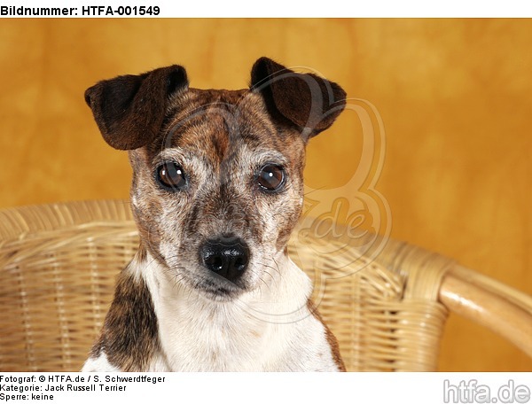 Jack Russell Terrier / HTFA-001549