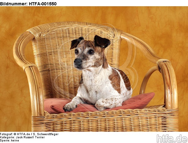 Jack Russell Terrier / HTFA-001550