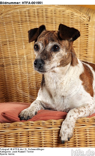 Jack Russell Terrier / HTFA-001551