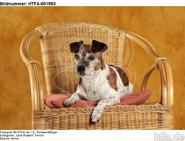 Jack Russell Terrier / HTFA-001553
