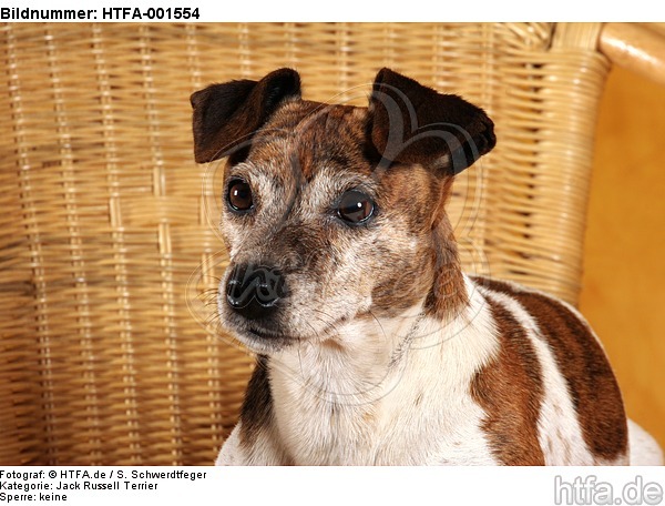 Jack Russell Terrier / HTFA-001554