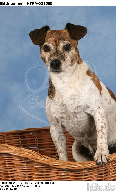 Jack Russell Terrier / HTFA-001565