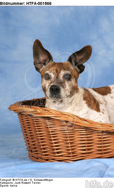 Jack Russell Terrier / HTFA-001566