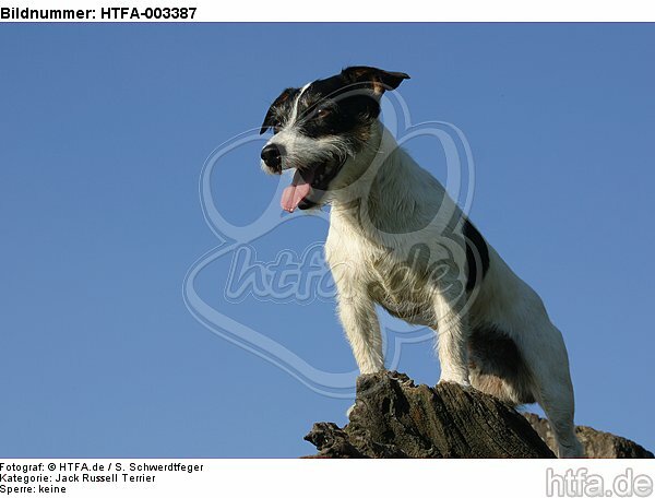 Jack Russell Terrier / HTFA-003387