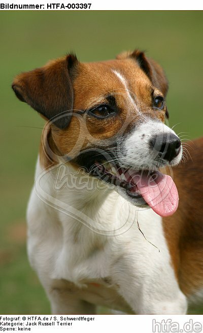 Jack Russell Terrier / HTFA-003397