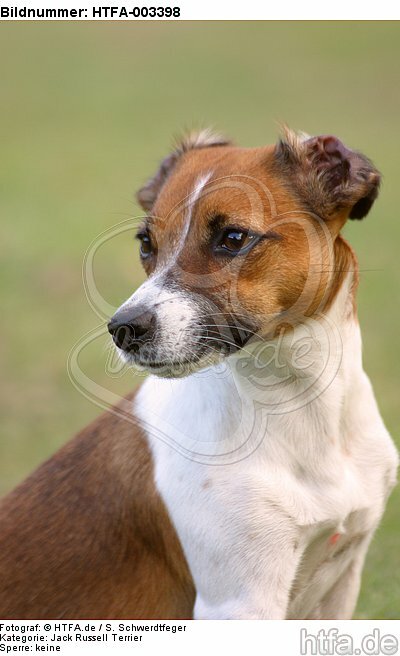 Jack Russell Terrier / HTFA-003398
