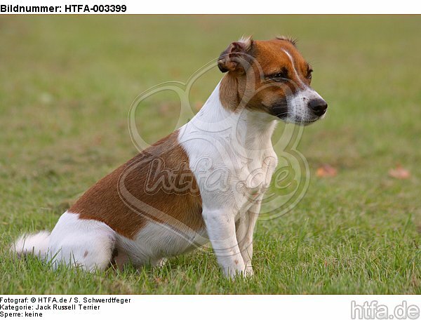 Jack Russell Terrier / HTFA-003399